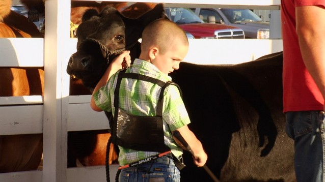 boy with cow